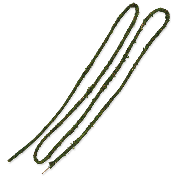 ReptiPlanet Samblaliaan - Image 2