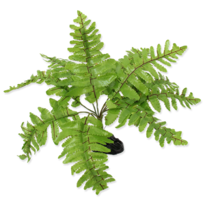 REPTI PLANET nephrolepsis kunsttaim