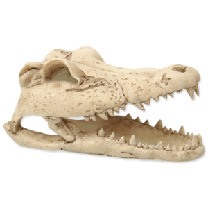 REPTI PLANET Krokodilli kolju