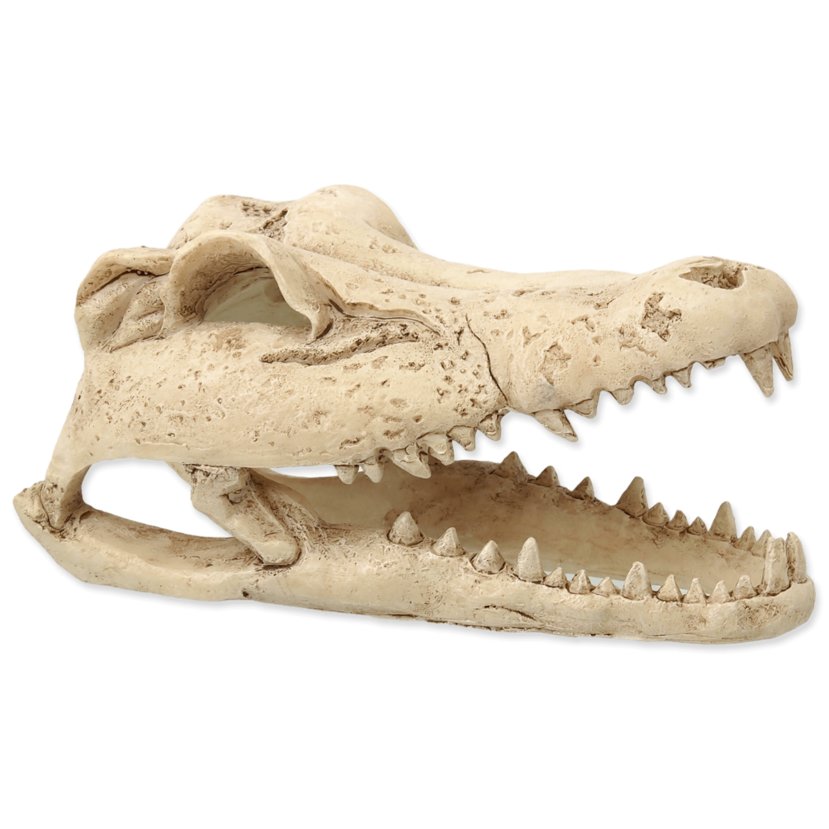 REPTI PLANET Krokodilli kolju