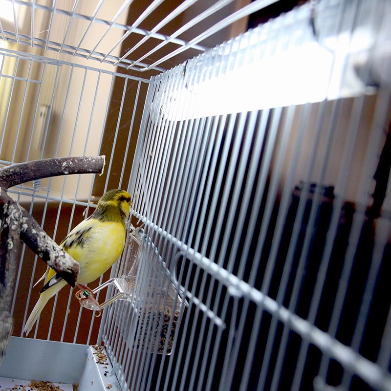 Arcadia 8W 2,4% UVB mini komplekt lindudele - Image 3