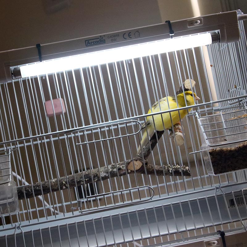 Arcadia 8W 2,4% UVB mini komplekt lindudele - Image 4