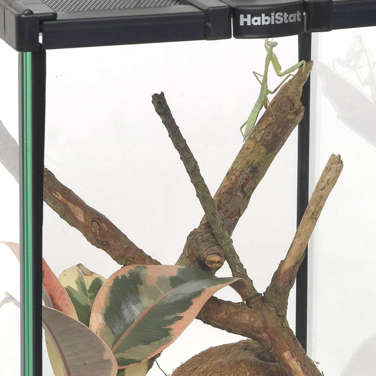 HabiStat selgrootute stardikomplekt - Image 6