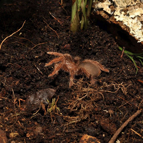 HabiStat Jungle Bio aluspanu 10L - Image 3