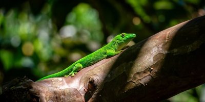 david-bruyndonckx-3ZU9Umreo5E-unsplash (1)