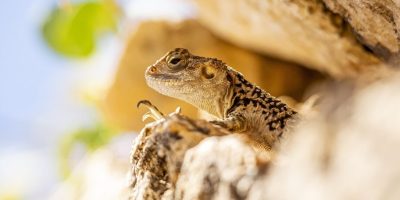 rock-4902937_1280 (1)